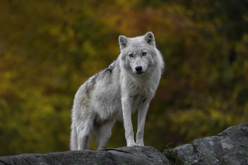 wolf