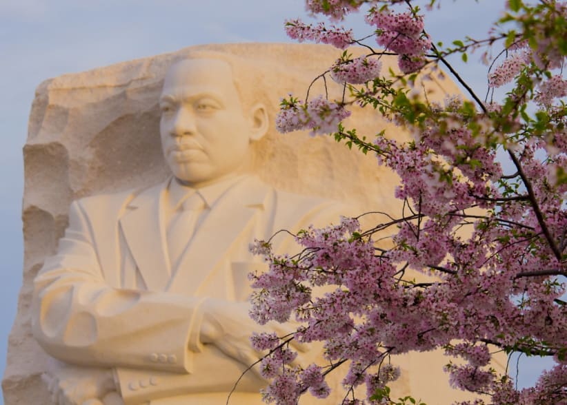 The Martin Luther King memorial in Washington DC with a cherry blossom tree in front