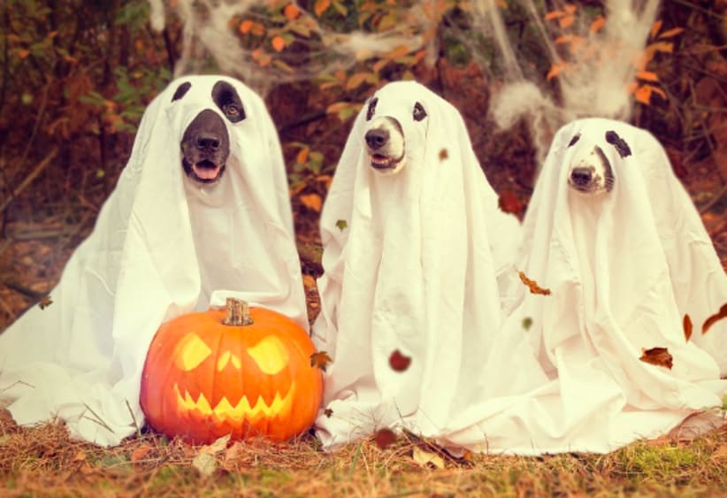 dogs in ghost costumes for halloween with a pumpkin