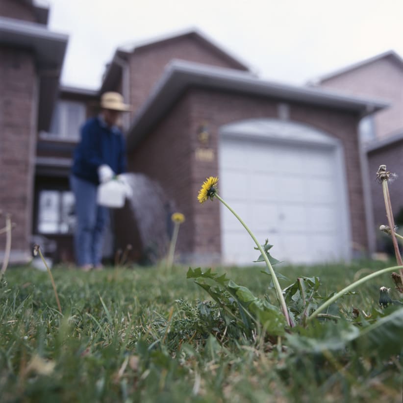 spraying-weeds-front-yard