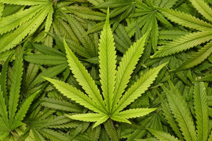 Homegrown indoor pot plants and leaves
