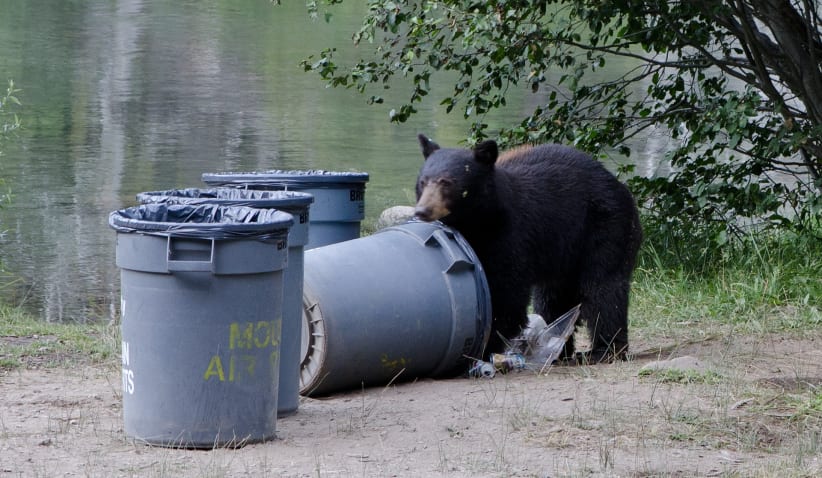A hungry young Black bear rummaging through trash cans along the river bank looking for food. A hungry young Black bear rummaging through trash cans along the river bank looking for food.